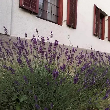 Istvan Pince Vendeghaz 4*