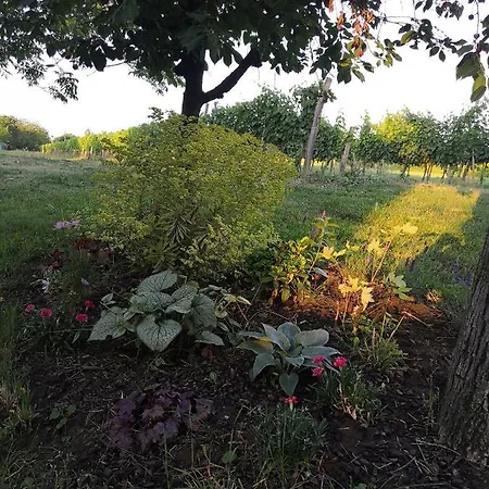 Istvan Pince Vendeghaz بيت ضيافة زاماردي