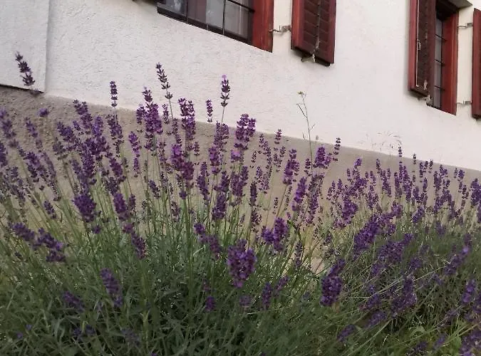 Istvan Pince Vendeghaz 4*