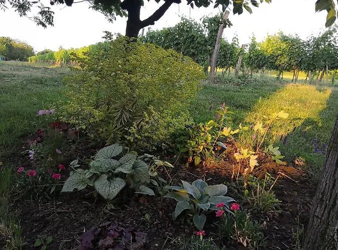 Istvan Pince Vendeghaz Gasthuis Zamárdi